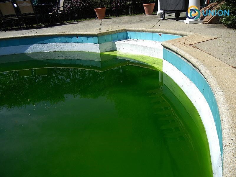 Hình ảnh nước bể bơi bị xanh